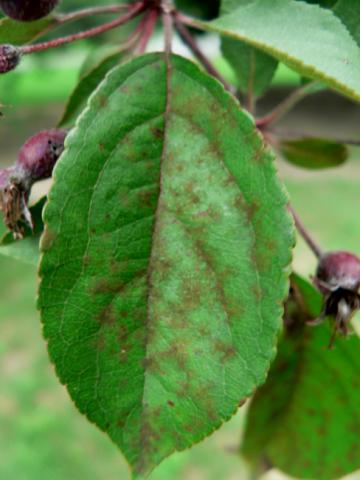 Apple scab on crabapple leaf.