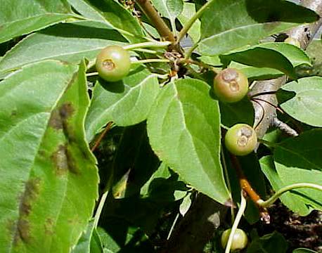 Apple scab on crabapple fruit and leaves.