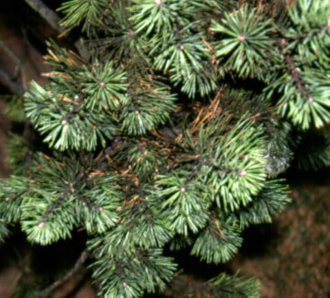 Sooty mold grows on insect honeydew.