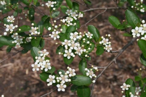 Flowers of Black Chokeberry