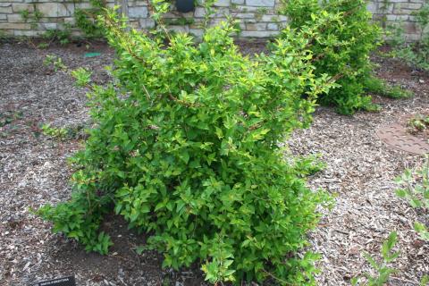 Form of Korean Abelialeaf