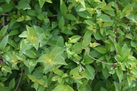 Leaves of Korean Abelialeaf