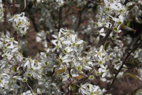 Flowers of Shadblow Serviceberry, cultivar 'Prince William'