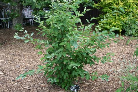 Form of Alleghany serviceberry