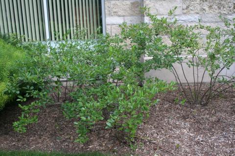 Form of Black Chokeberry