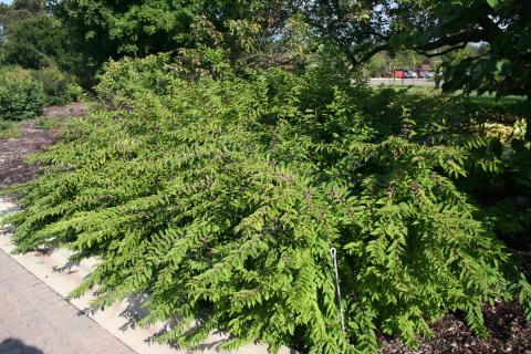 Form of the cultivar 'Issai'