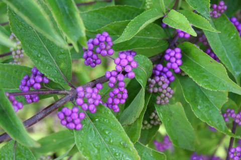 Fruit of the cultivar 'Issai'