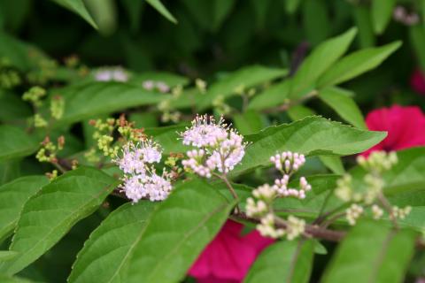 Flowers of the cultivar 'Issai'