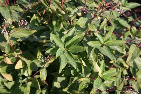 Leaves of New Jersey Tea