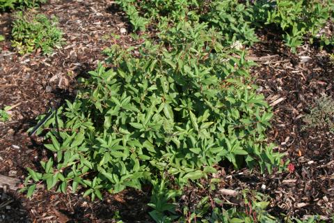 Form of New Jersey Tea