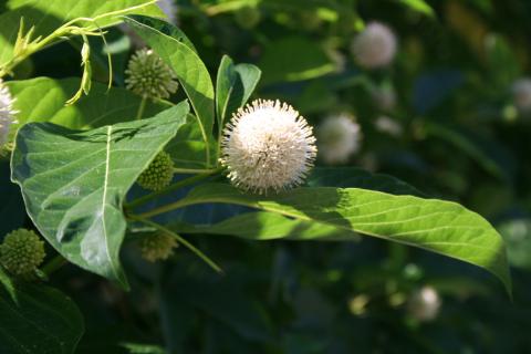 flowers of buttonbush