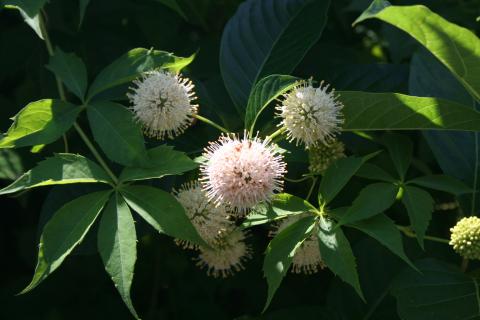 flowers of buttonbush