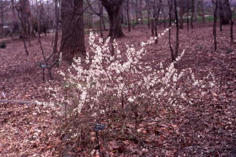 Korean Abelialeaf form in flower