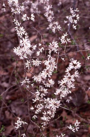 Korean Abelialeaf flowers