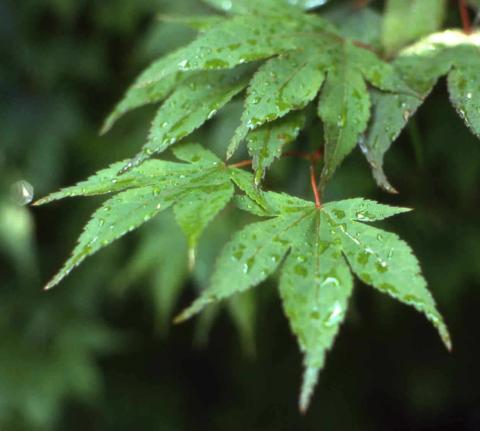 Japanese Maple leaves