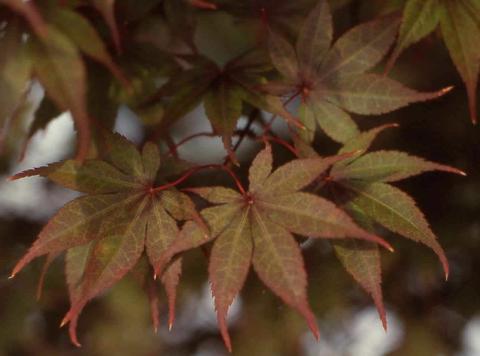 Japanese Maple leaves 