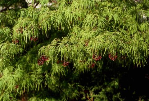 Japanese Maple leaves (dissected)