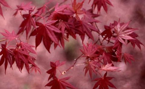 Japanese Maple,  leaves of the cultivar 'Oshio-beni'