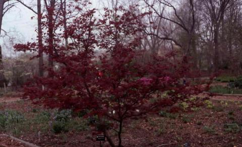 Japanese Maple, form of the cultivar 'Oshio-beni'
