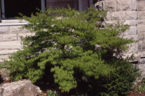 Japanese Maple form