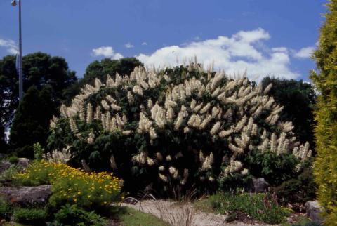 Bottlebrush Buckeye form