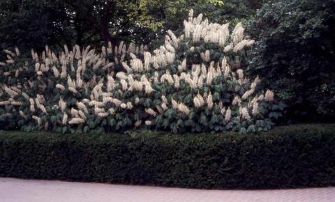 Bottlebrush Buckeye form