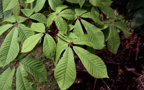 Bottlebrush Buckeye leaves
