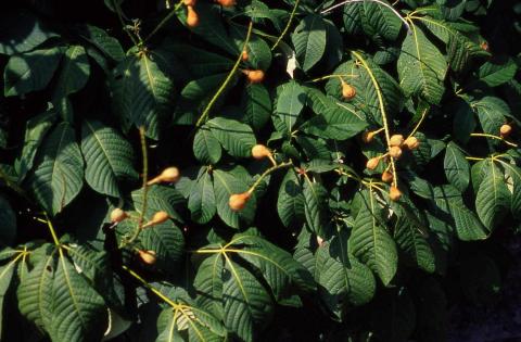 Bottlebrush Buckeye fruit