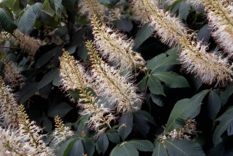 Bottlebrush Buckeye flowers