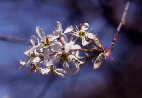 Shadblow Serviceberry flowers