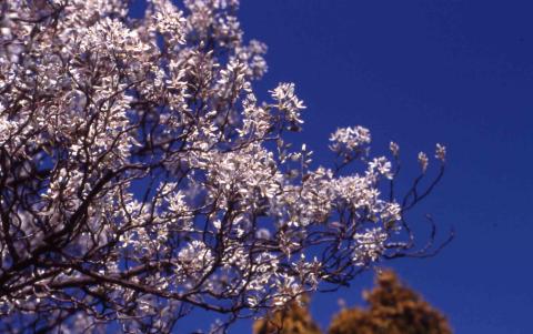 Shadblow Serviceberry flowers