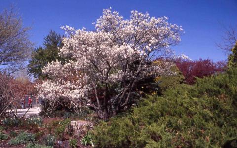 Shadblow Serviceberry form