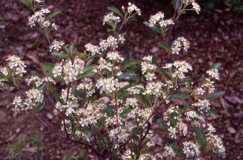 Red Chokeberry flowers
