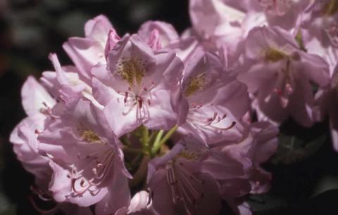 Catawba Rhododendron flowers  
