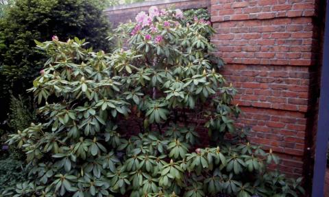 Catawba Rhododendron form 