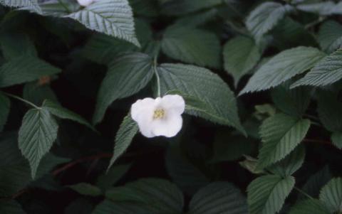 Black Jetbead flower