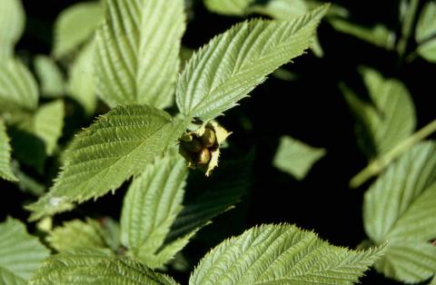 Black Jetbead leaves with developing fruit