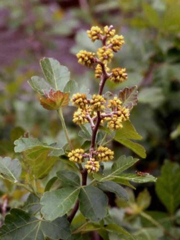 Fragrant Sumac flowers