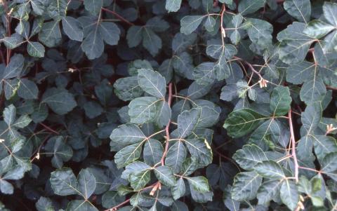 Fragrant Sumac leaves