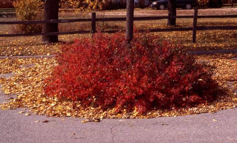 Fragrant Sumac fall color
