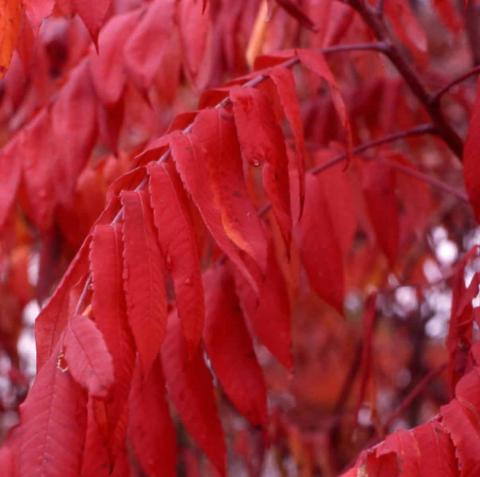 Staghorn Sumac fall color