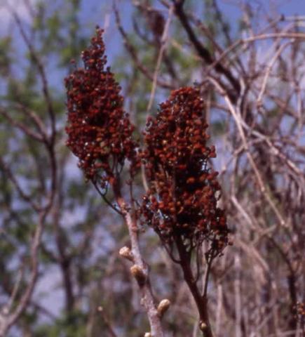Staghorn Sumac fruit