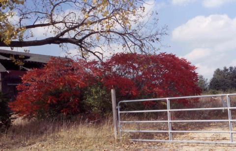 Staghorn Sumac form in fall color