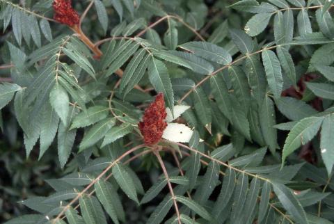 Staghorn Sumac fruit and leaves