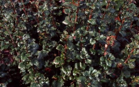 Alpine Currant leaves