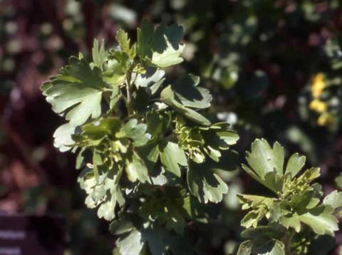 Clove Currant leaves