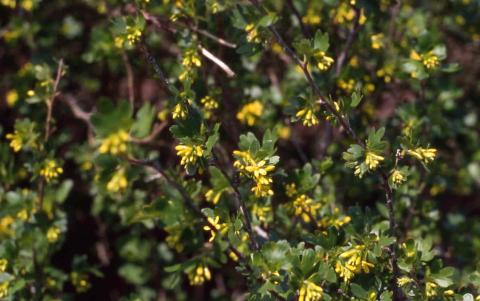 Clove Currant flowers