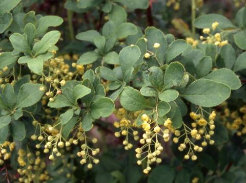 Korean Barberry flowers