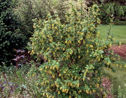 Korean Barberry form