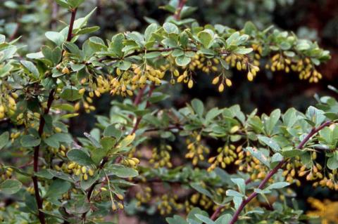 Korean Barberry fruit